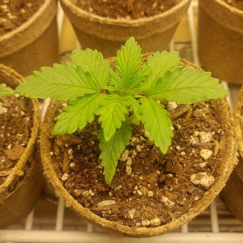 The Gold Flowers 💐 #3 growlog photo: Doing real good after yesterday's heat burn.