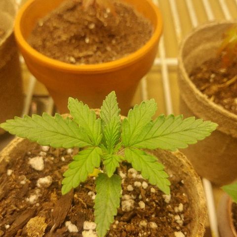 The Gold Flowers 💐 #3 growlog photo: Doing real good after yesterday's heat burn.
