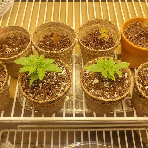 The Gold Flowers 💐 #3 growlog photo: Doing real good after yesterday's heat burn.
