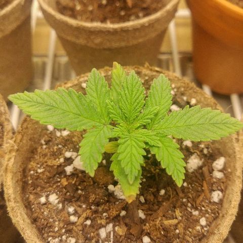 The Gold Flowers 💐 #3 growlog photo: Doing real good after yesterday's heat burn.