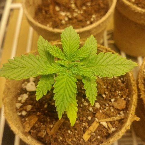 The Gold Flowers 💐 #3 growlog photo: Doing real good after yesterday's heat burn.
