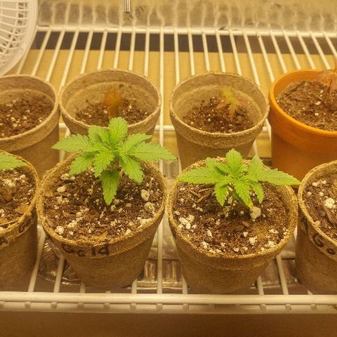The Gold Flowers 💐 #3 growlog photo: 1/4 teaspoon of a Herculean Harvest In one cup of water. Still signs of heat rash or heat burn Bottom leaves are yellowing Just a bit