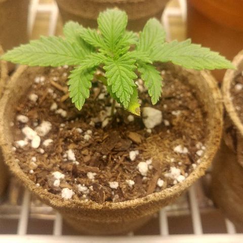 The Gold Flowers 💐 #3 growlog photo: 1/4 teaspoon of a Herculean Harvest In one cup of water. Still signs of heat rash or heat burn Bottom leaves are yellowing Just a bit