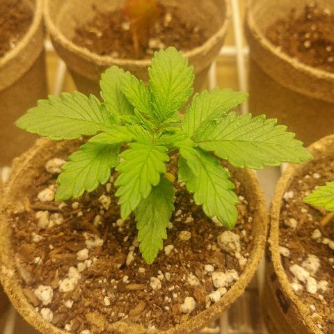 The Gold Flowers 💐 #3 growlog photo: 1/4 teaspoon of a Herculean Harvest In one cup of water. Still signs of heat rash or heat burn Bottom leaves are yellowing Just a bit
