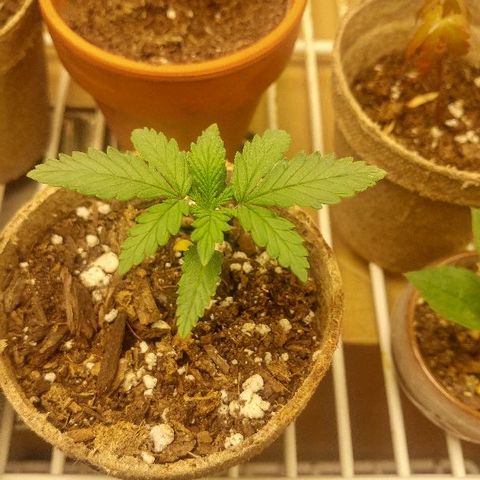 The Gold Flowers 💐 #3 growlog photo: 1/4 teaspoon of a Herculean Harvest In one cup of water. Still signs of heat rash or heat burn Bottom leaves are yellowing Just a bit