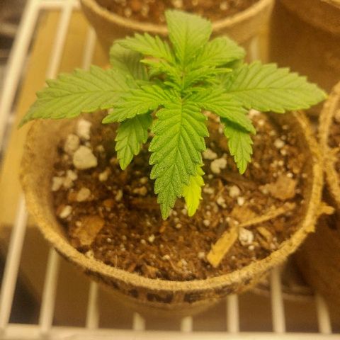 The Gold Flowers 💐 #3 growlog photo: 1/4 teaspoon of a Herculean Harvest In one cup of water. Still signs of heat rash or heat burn Bottom leaves are yellowing Just a bit