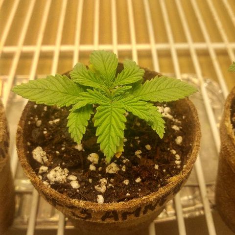 The Gold Flowers 💐 #3 growlog photo: It was water day Gave like two cups between the four With a half a cup of Herculean Harvest pH is a little alkaline.