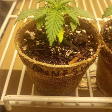 The Gold Flowers 💐 #3 growlog photo: It was water day Gave like two cups between the four With a half a cup of Herculean Harvest pH is a little alkaline.