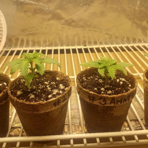 The Gold Flowers 💐 #3 growlog photo: It was water day Gave like two cups between the four With a half a cup of Herculean Harvest pH is a little alkaline.