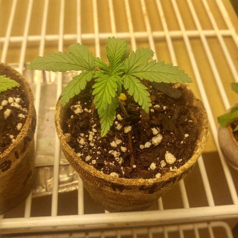 The Gold Flowers 💐 #3 growlog photo: It was water day Gave like two cups between the four With a half a cup of Herculean Harvest pH is a little alkaline.