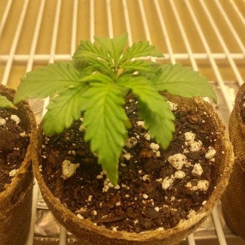 The Gold Flowers 💐 #3 growlog photo: It was water day Gave like two cups between the four With a half a cup of Herculean Harvest pH is a little alkaline.