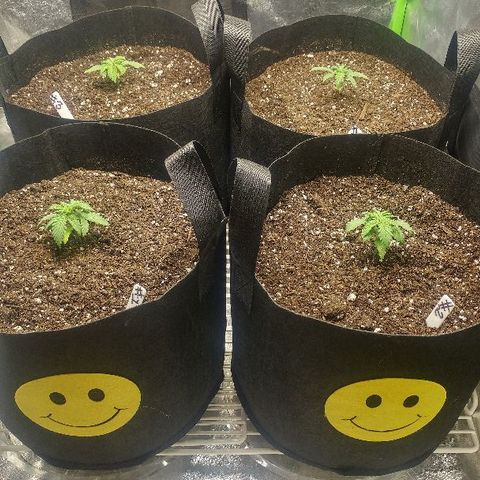 The Gold Flowers 💐 #3 growlog photo: 1tsp of Herculean Harvest 1/2tsp  bloom Khaos 1/2cup of One Shot Dry Amendment. 