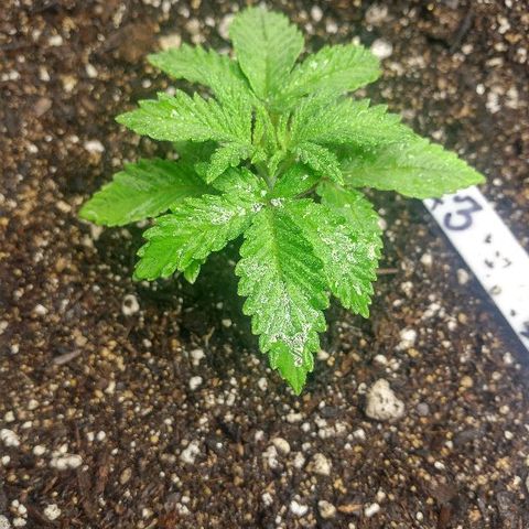 The Gold Flowers 💐 #3 growlog photo: Play it seem to be doing great Bouncing back real fast From the overheating Then I put them through. 7 cups water with 2tsp of Herculean Harvest. 1/2tsp of Bloom Khaos. PH6.8