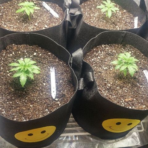 The Gold Flowers 💐 #3 growlog photo: Play it seem to be doing great Bouncing back real fast From the overheating Then I put them through. 7 cups water with 2tsp of Herculean Harvest. 1/2tsp of Bloom Khaos. PH6.8