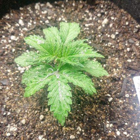 The Gold Flowers 💐 #3 growlog photo: Play it seem to be doing great Bouncing back real fast From the overheating Then I put them through. 7 cups water with 2tsp of Herculean Harvest. 1/2tsp of Bloom Khaos. PH6.8