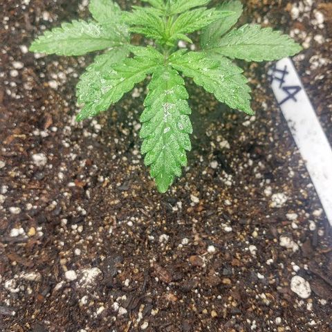 The Gold Flowers 💐 #3 growlog photo: Play it seem to be doing great Bouncing back real fast From the overheating Then I put them through. 7 cups water with 2tsp of Herculean Harvest. 1/2tsp of Bloom Khaos. PH6.8