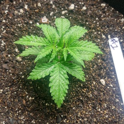 The Gold Flowers 💐 #3 growlog photo: Play it seem to be doing great Bouncing back real fast From the overheating Then I put them through. 7 cups water with 2tsp of Herculean Harvest. 1/2tsp of Bloom Khaos. PH6.8