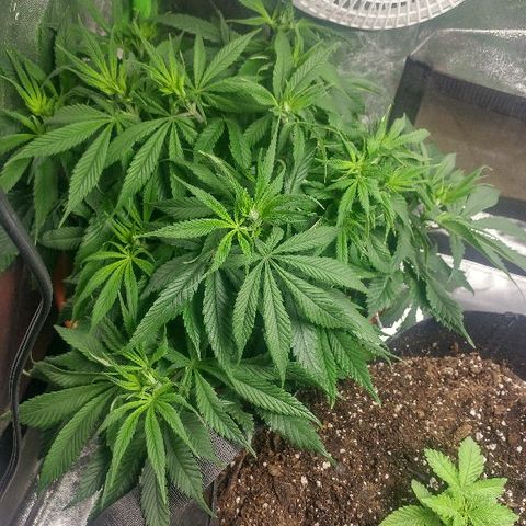 The Gold Flowers 💐 #3 growlog timeline photo
