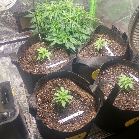 The Gold Flowers 💐 #3 growlog timeline photo