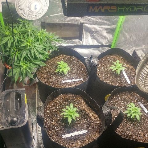 The Gold Flowers 💐 #3 growlog timeline photo