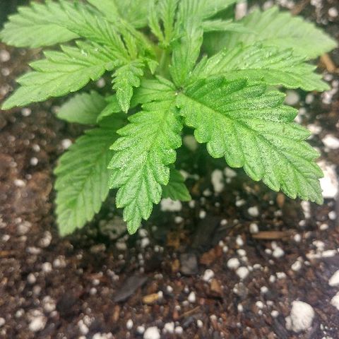 The Gold Flowers 💐 #3 growlog timeline photo