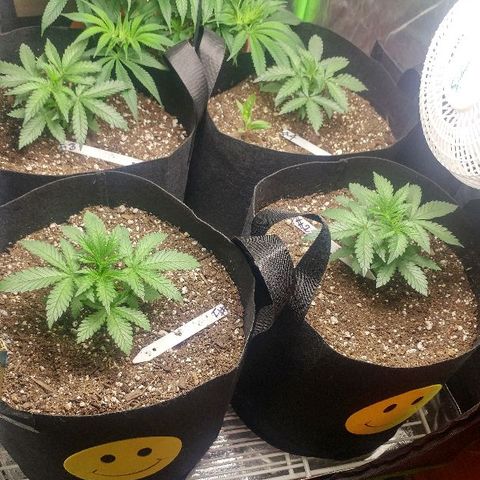 The Gold Flowers 💐 #3 growlog photo: 30ml/2TBS Herculean Harvest 1TSP Bloom Khao. PH6.67 to 6.68