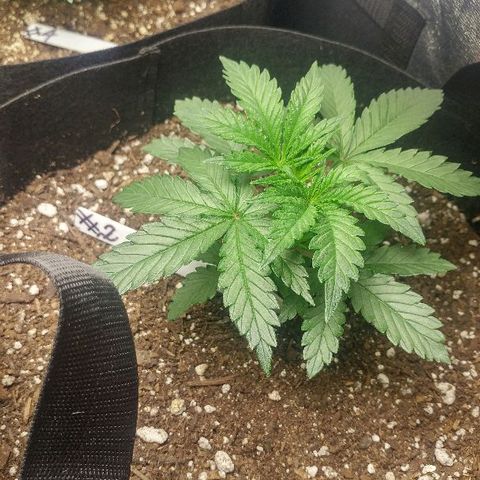 The Gold Flowers 💐 #3 growlog photo: 30ml/2TBS Herculean Harvest 1TSP Bloom Khao. PH6.67 to 6.68