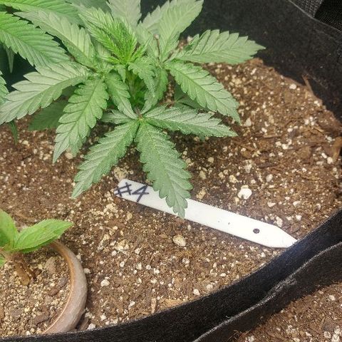 The Gold Flowers 💐 #3 growlog photo: 30ml/2TBS Herculean Harvest 1TSP Bloom Khao. PH6.67 to 6.68