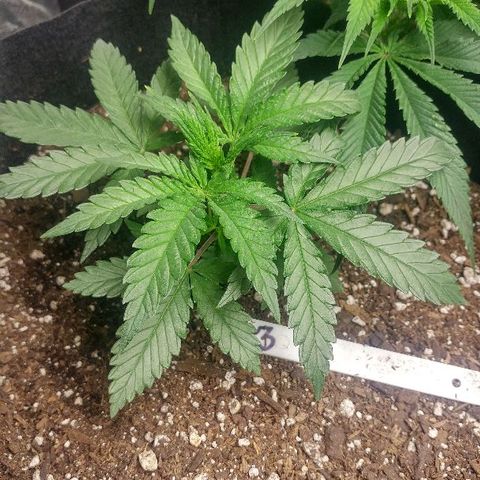 The Gold Flowers 💐 #3 growlog photo: 30ml/2TBS Herculean Harvest 1TSP Bloom Khao. PH6.67 to 6.68