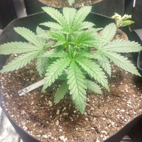 The Gold Flowers 💐 #3 growlog photo: 1 gallon water. Oh 6.67 with Disstelled Vinegar as a pH DownNo nutrients just tap water.
