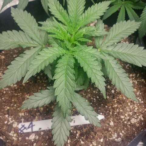 The Gold Flowers 💐 #3 growlog timeline photo