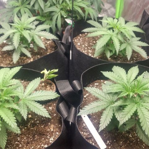 The Gold Flowers 💐 #3 growlog photo: 1 gallon water. Oh 6.67 with Disstelled Vinegar as a pH DownNo nutrients just tap water.