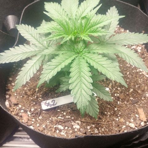 The Gold Flowers 💐 #3 growlog photo: 1 gallon water. Oh 6.67 with Disstelled Vinegar as a pH DownNo nutrients just tap water.