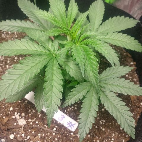 The Gold Flowers 💐 #3 growlog timeline photo