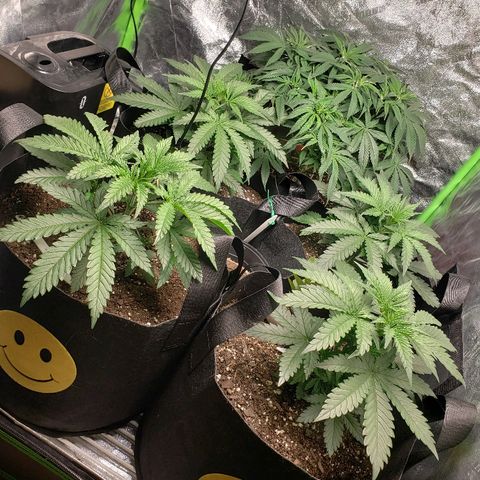 The Gold Flowers 💐 #3 growlog photo: 30ml/2TBS Herkalean Harvest 1TSP/5ml BloomKhaos. PH 6.4