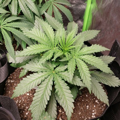 The Gold Flowers 💐 #3 growlog timeline photo