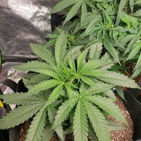 The Gold Flowers 💐 #3 growlog timeline photo