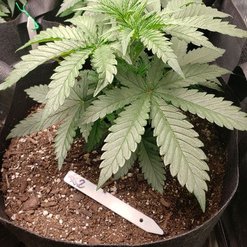 The Gold Flowers 💐 #3 growlog photo: 30ml/2TBS Herkalean Harvest 1TSP/5ml BloomKhaos. PH 6.4