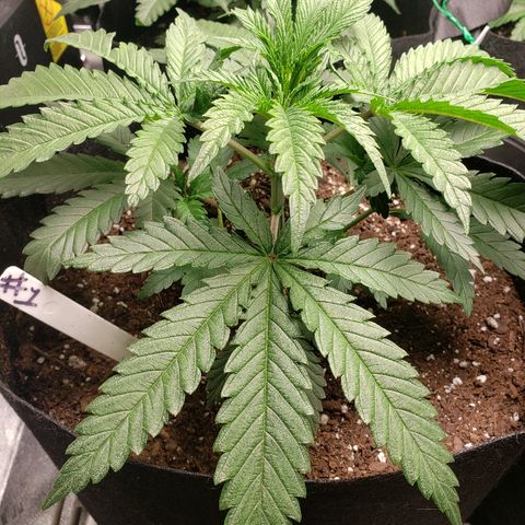 The Gold Flowers 💐 #3 growlog photo: 30ml/2TBS Herkalean Harvest 1TSP/5ml BloomKhaos. PH 6.4