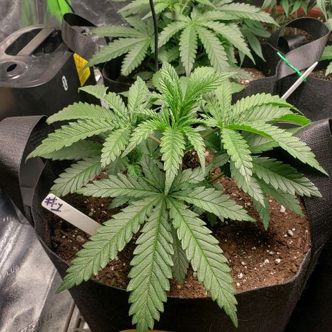 The Gold Flowers 💐 #3 growlog photo: Good day 30ml Herkalean Harvest 1TBS/5ml Bloom Khaos 