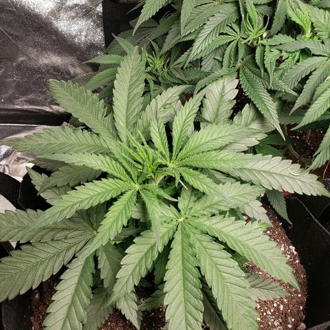 The Gold Flowers 💐 #3 growlog photo: Good day 30ml Herkalean Harvest 1TBS/5ml Bloom Khaos 