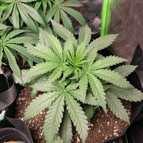 The Gold Flowers 💐 #3 growlog photo: Good day 30ml Herkalean Harvest 1TBS/5ml Bloom Khaos 