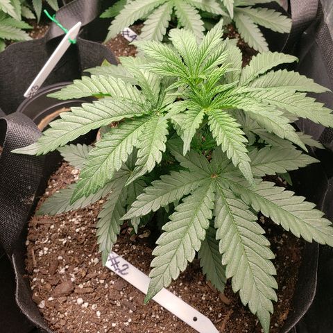 The Gold Flowers 💐 #3 growlog photo: Good day 30ml Herkalean Harvest 1TBS/5ml Bloom Khaos 