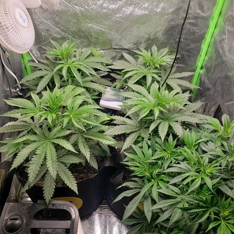 The Gold Flowers 💐 #3 growlog photo:  Defoliated today