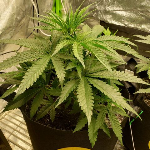 The Gold Flowers 💐 #3 growlog photo:  Defoliated today