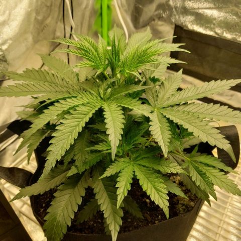 The Gold Flowers 💐 #3 growlog photo:  Defoliated today