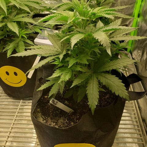 The Gold Flowers 💐 #3 growlog photo:  Defoliated today
