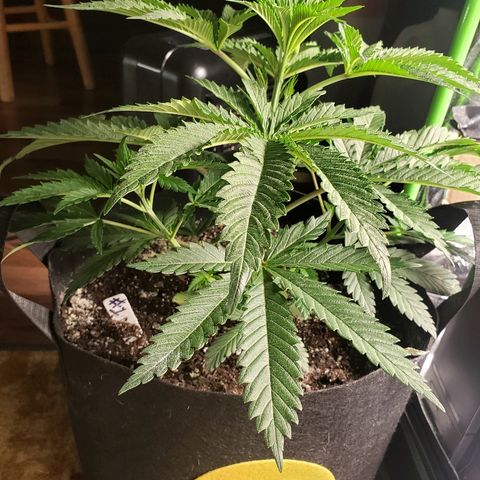 The Gold Flowers 💐 #3 growlog photo:  Defoliated today