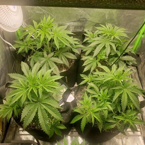 The Gold Flowers 💐 #3 growlog timeline photo