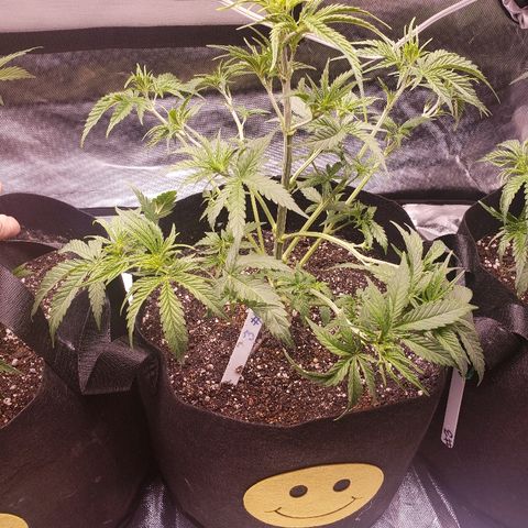 The Gold Flowers 💐 #3 growlog photo: 2gallons with 30ml/2TBS Herkalean Harvest  5ml/1TSP Bloom Khaos.  1/2CUP Oneshot each. LST and #4 Go5 super cropped.